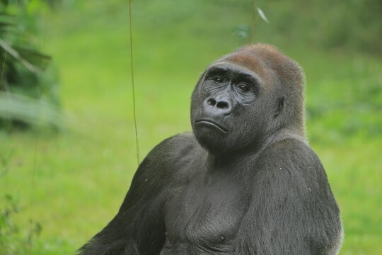 A silverback gorilla sits calmly on the grass with its eyes closed during the day