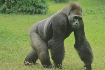 A silverback gorilla is seen walking across the grass while looking to the side © Pitokung