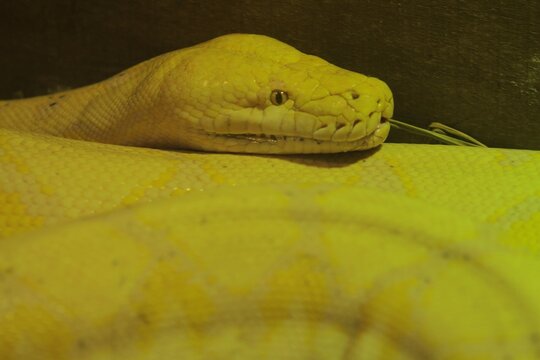 A close-up of a coiled yellow python