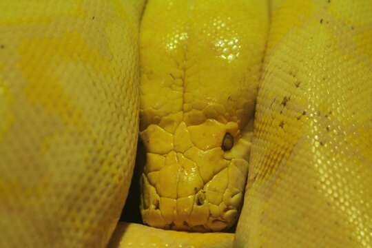 A close-up of a coiled yellow python
