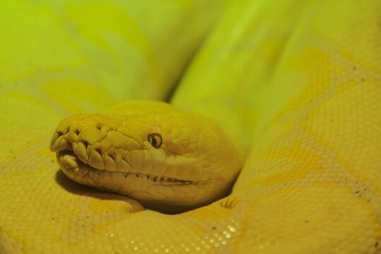 A closeup of a coiled yellow python