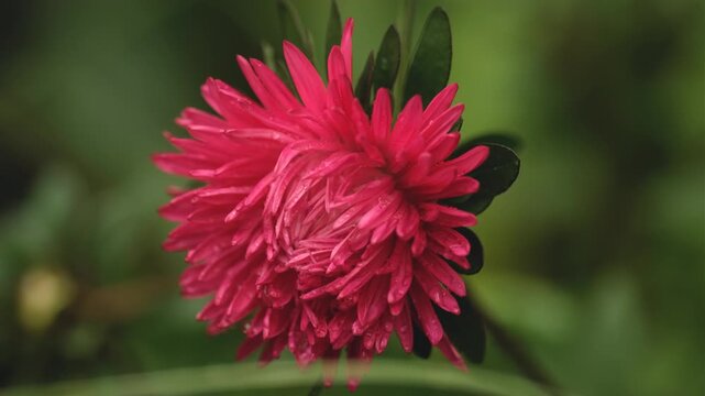 Pink aster flower with water drops blooming in summer garden close up