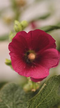 Honey bee collecting pollen on dark red hollyhock flower close up