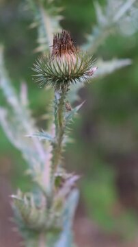 Spiky thistle flower bud swaying in wind close up vertical video