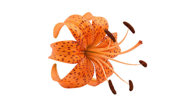 Single tiger lily flower with dark orange spotted petals isolated on white background high quality 4K PNG image in white background