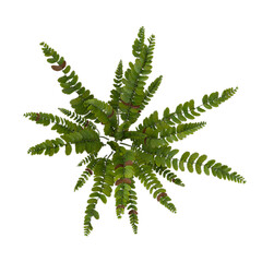 green fern isolated on white © Fouzia