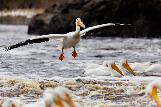 White Pelican in Flight Approaches Flock in River, Displaying Huge Wingspan