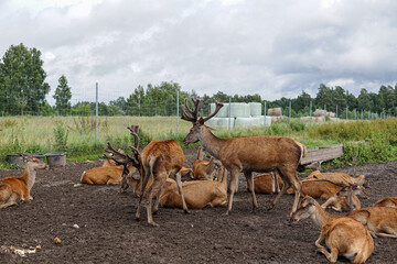 Naklejka premium Red Deer Stags with Velvet Antlers Resting in Summer Wildlife Enclosure