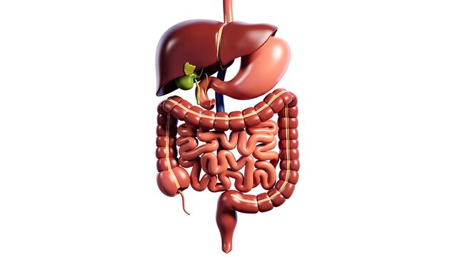 Human digestive system anatomical 3D model isolated on white