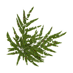 fern leaf isolated on white background © Fouzia