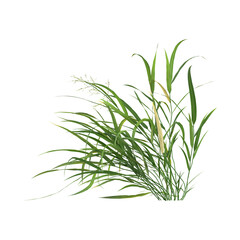 Fototapeta premium Isolated Helictotrichon grass on transparent canvas