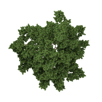 Isolated lagerstroemia plant on transparent canvas from the top view