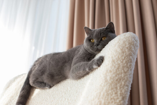 Gray cat with amber eyes resting on cozy armchair