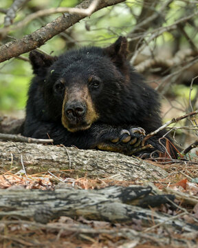 Adorable Yearling Black Bear Resting On Paw