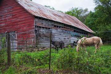 red barn with horses © Jolyn