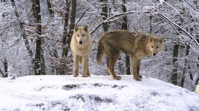 Pair of gray wolves standing alert on snowy hill in winter forest