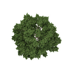 Obraz premium lagerstroemia plant isolated on transparent background from the top view