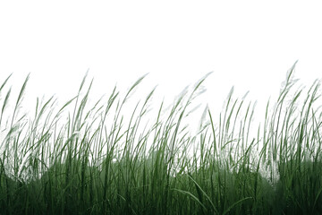 Obraz premium Natural strip of thin wild green grass