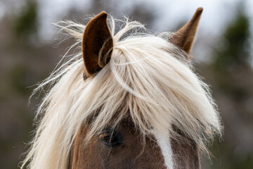 Flaxen mane on a chestnut colored adult horse. The domestic animal has long, light blonde straight hair. The close-up of the pony is of the head. The horse has dark eyes with a white mark in its head. © Dolores  Harvey