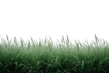 Fototapeta premium Lush band of dense meadow grass