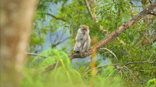 A monkey in a tree in the wild, part 8