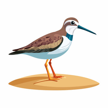 Sandpiper bird with blue stripe profile view.