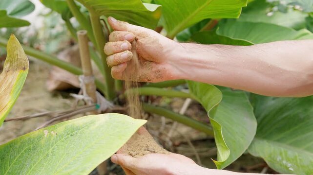 Male botanist caring and watering plants in greenhouse, botany research and plant biology study, sustainable agriculture, herbal cultivation, environmental science and natural medicine production