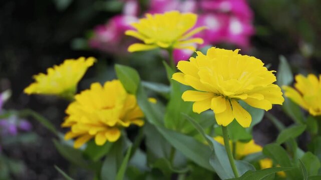Tokyo, Japan - July 27, 2026: Closeup of common zinnia or youth-and-old-age