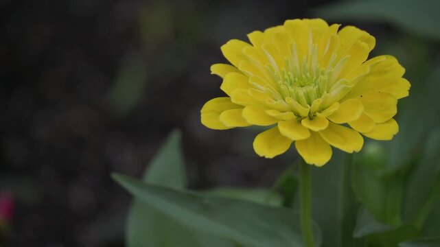Tokyo, Japan - July 27, 2026: Closeup of common zinnia or youth-and-old-age
