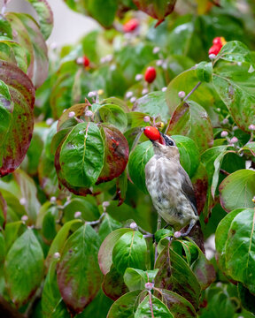 Young cedar waxwing trying to swallow a berry that's too big, biting off more than it can chew