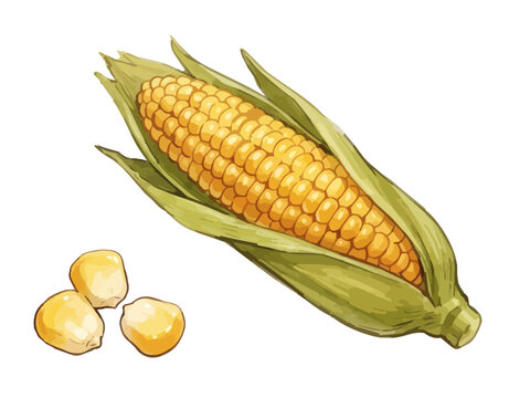 Appetizing sweet corn illustration with glossy golden kernels, fresh juicy texture and vibrant food styling ／ シズル感のあるとうもろこしのイラスト、艶のある黄金色の粒とみずみずしい質感を表現した美味しそうなフードイラスト