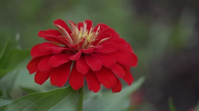 Tokyo, Japan - July 27, 2026: Closeup of common zinnia or youth-and-old-age