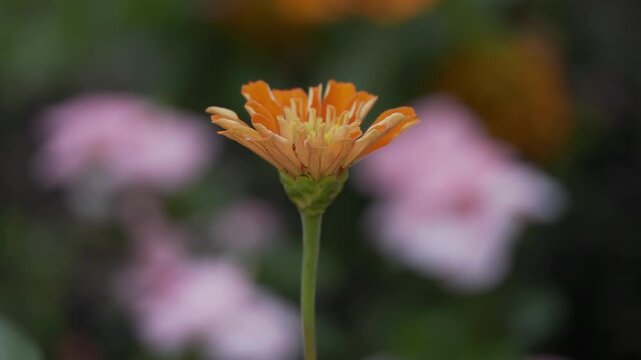 Tokyo, Japan - July 27, 2026: Closeup of common zinnia or youth-and-old-age