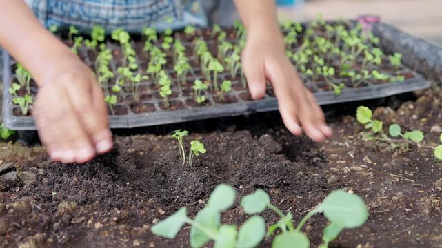 Children hands planting seedling in soil at organic farm, agriculture education, biology learning, gardening study, sustainable farming, plant growth, green environment, food production, eco friendly