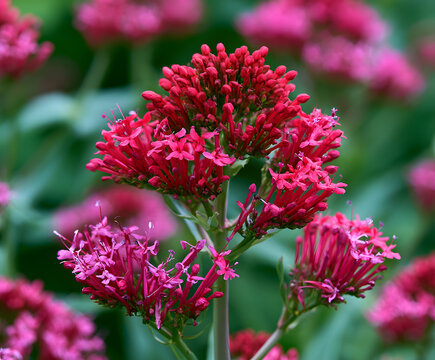 The flowering centranthus ruber, Nahaufnahme, is in bloom