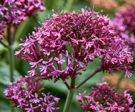 The blooming Spurnose flower, Centranthus ruber, close-up view