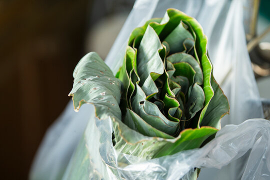 Fresh green banana leaves rolled up inside a transparent plastic bag.Close-up shot of fresh green banana leaves rolled tightly together and placed inside a clear plastic bag. 