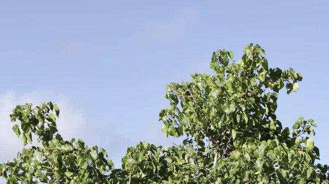 Thespesia populnea, portia tree Pacific rosewood, Indian tulip tree, or milo. flowering plant belonging to the mallow family, Malvaceae. Honolulu, Oahu, Hawaii
