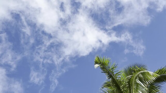 Coconut palm trees. The coconut (Cocos nucifera) is a member of the palm family (Arecaceae) and the only living species of the genus Cocos. Waikiki, Honolulu, Oahu, Hawaii