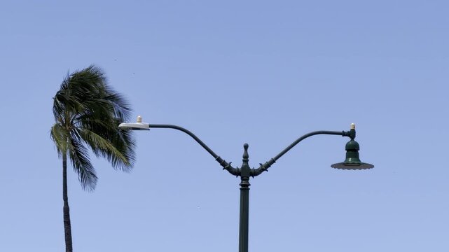 Coconut palm trees with Streetlight. The coconut (Cocos nucifera) is a member of the palm family (Arecaceae) and the only living species of the genus Cocos. Waikiki, Honolulu, Oahu, Hawaii