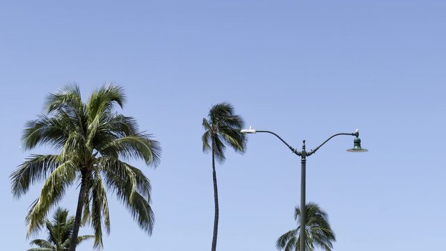 Coconut palm trees with Streetlight. The coconut (Cocos nucifera) is a member of the palm family (Arecaceae) and the only living species of the genus Cocos. Waikiki, Honolulu, Oahu, Hawaii