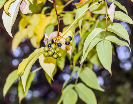 Unripe Green Fruits of Phellodendron amurense with Autumn Leaves