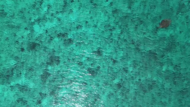 Top down view of a shallow coral reef in clear turquoise water, Moalboal, Cebu, Philippines