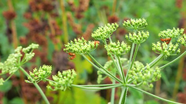Siberian hogweed growing in a wild meadow with a yellowish-green umbel inflorescence. Detailed view of Heracleum sibiricum flowers. Red soldier beetles crawl on the cluster to feed.