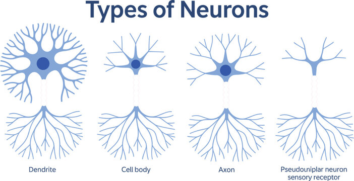 Types of Neurons Vector Illustration Showing Multipolar, Bipolar, Unipolar, and Pseudounipolar Neurons with Dendrites, Axons, and Cell Body Anatomy