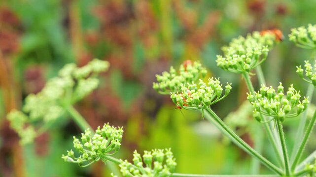 Siberian hogweed growing in a wild meadow with a yellowish-green umbel inflorescence. Detailed view of Heracleum sibiricum flowers. Red soldier beetles crawl on the cluster to feed.