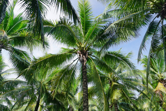 coconut trees