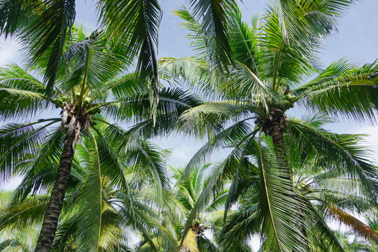 coconut trees