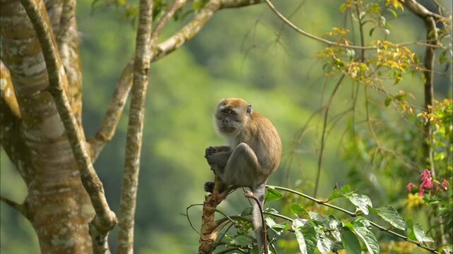 A monkey in a tree in the wild, part 6