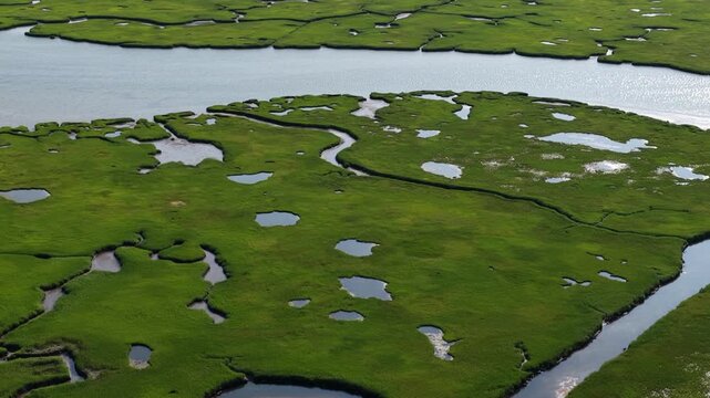 Narrow channels meander through a beautiful salt marsh in Pleasant Bay, Cape Cod. Marshes provide critical habitat for many birds, fish, and marine invertebrates to feed, mate, and nest.